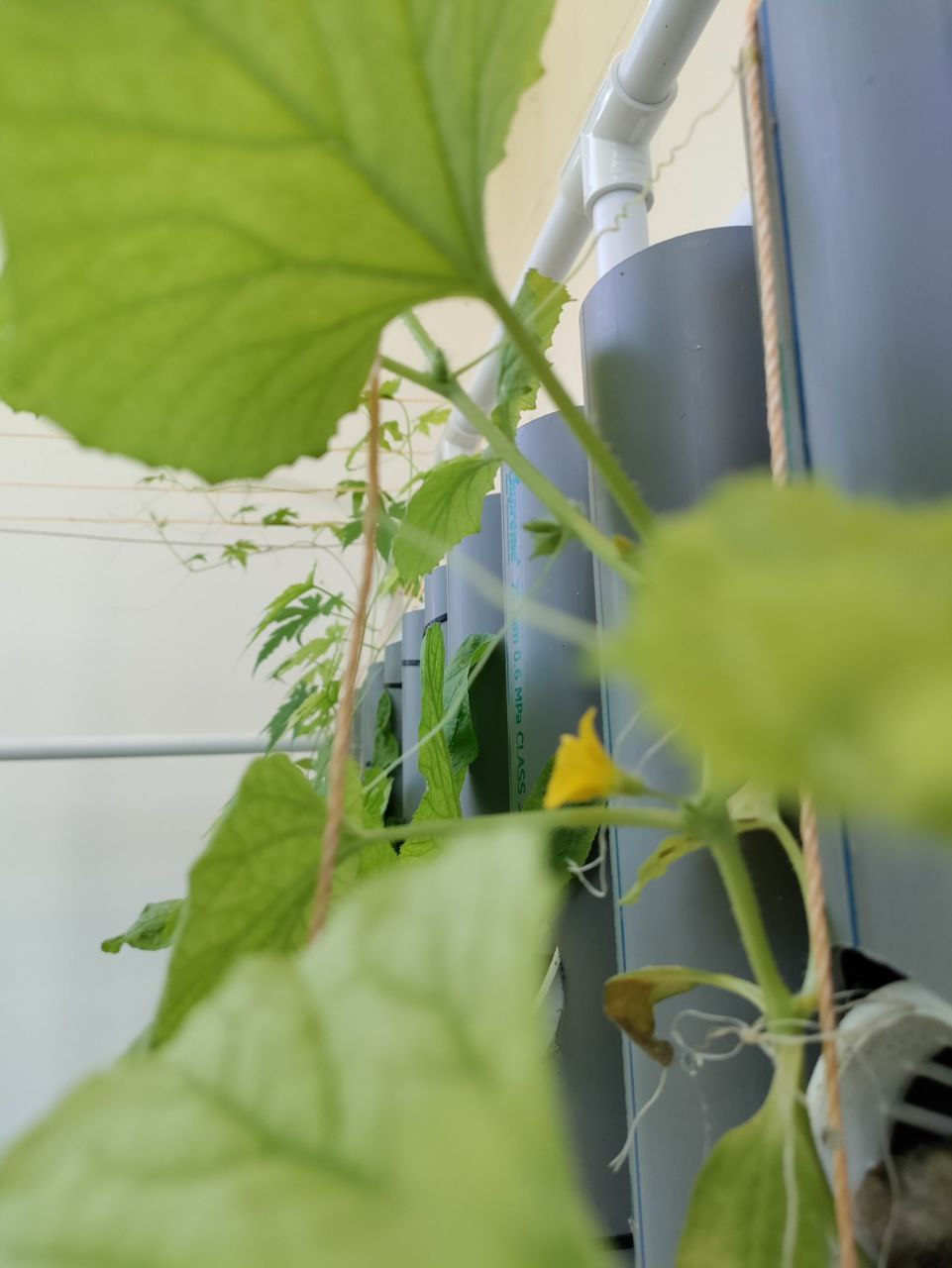 Non-starchy vegetables.