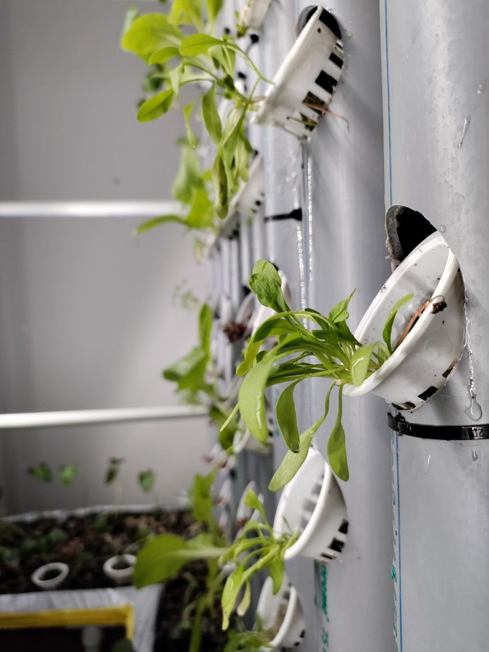 Non-starchy vegetables.