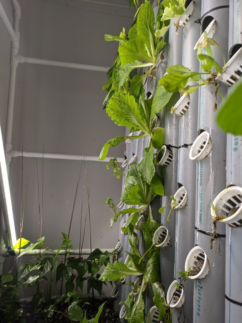 Non-starchy vegetables.