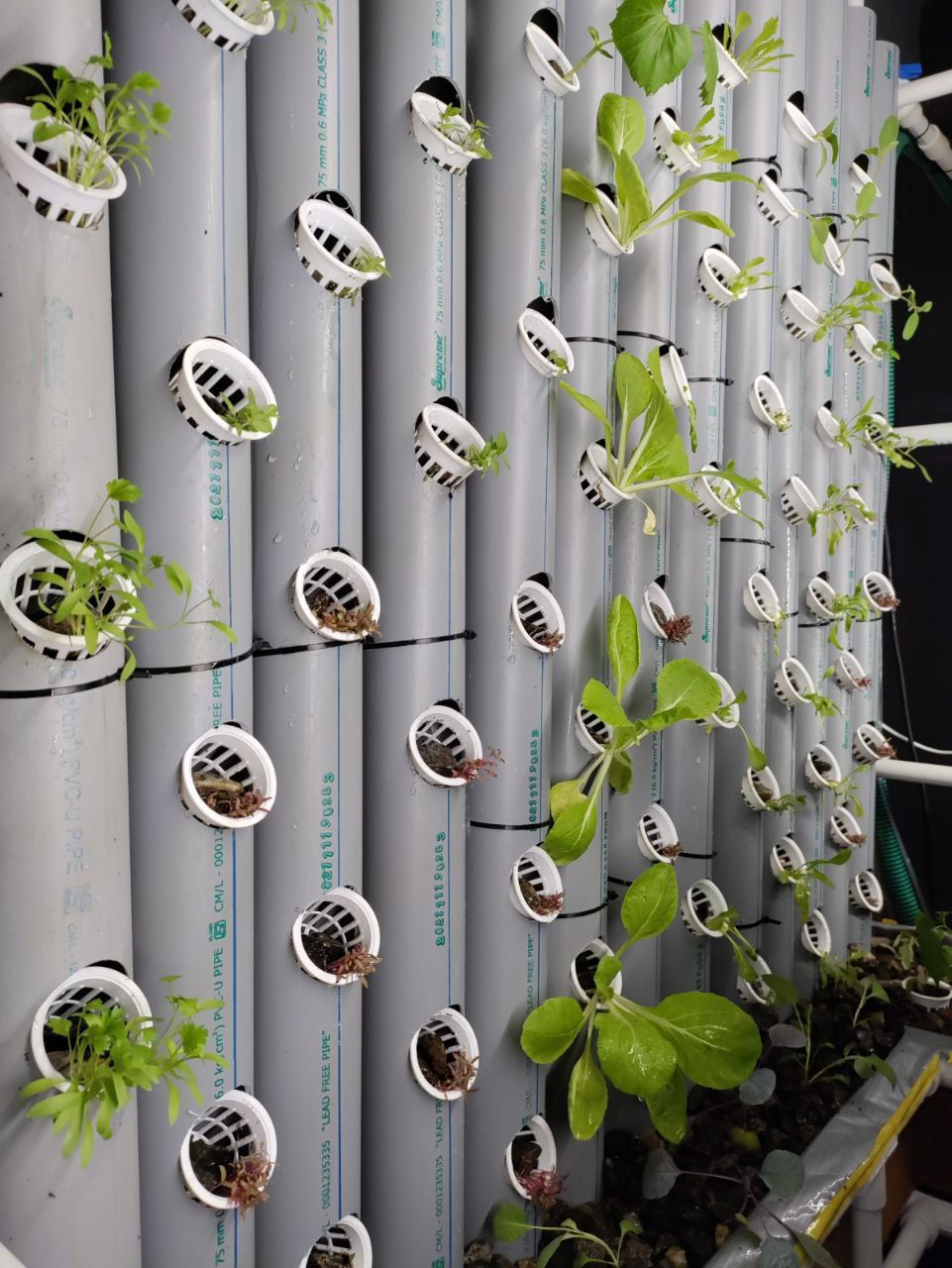 Non-starchy vegetables.