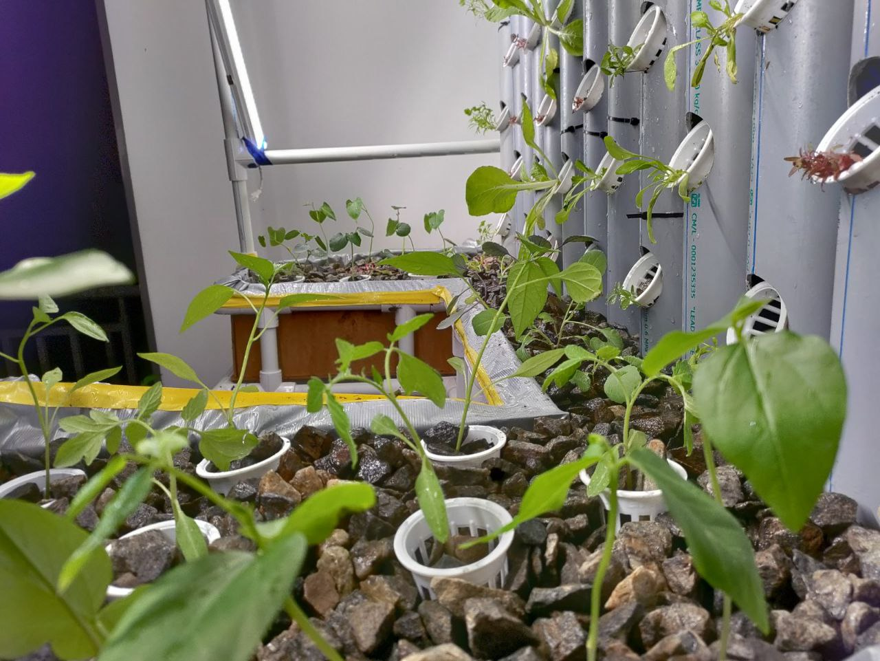 Non-starchy vegetables.